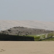 33CapFerret2009_04